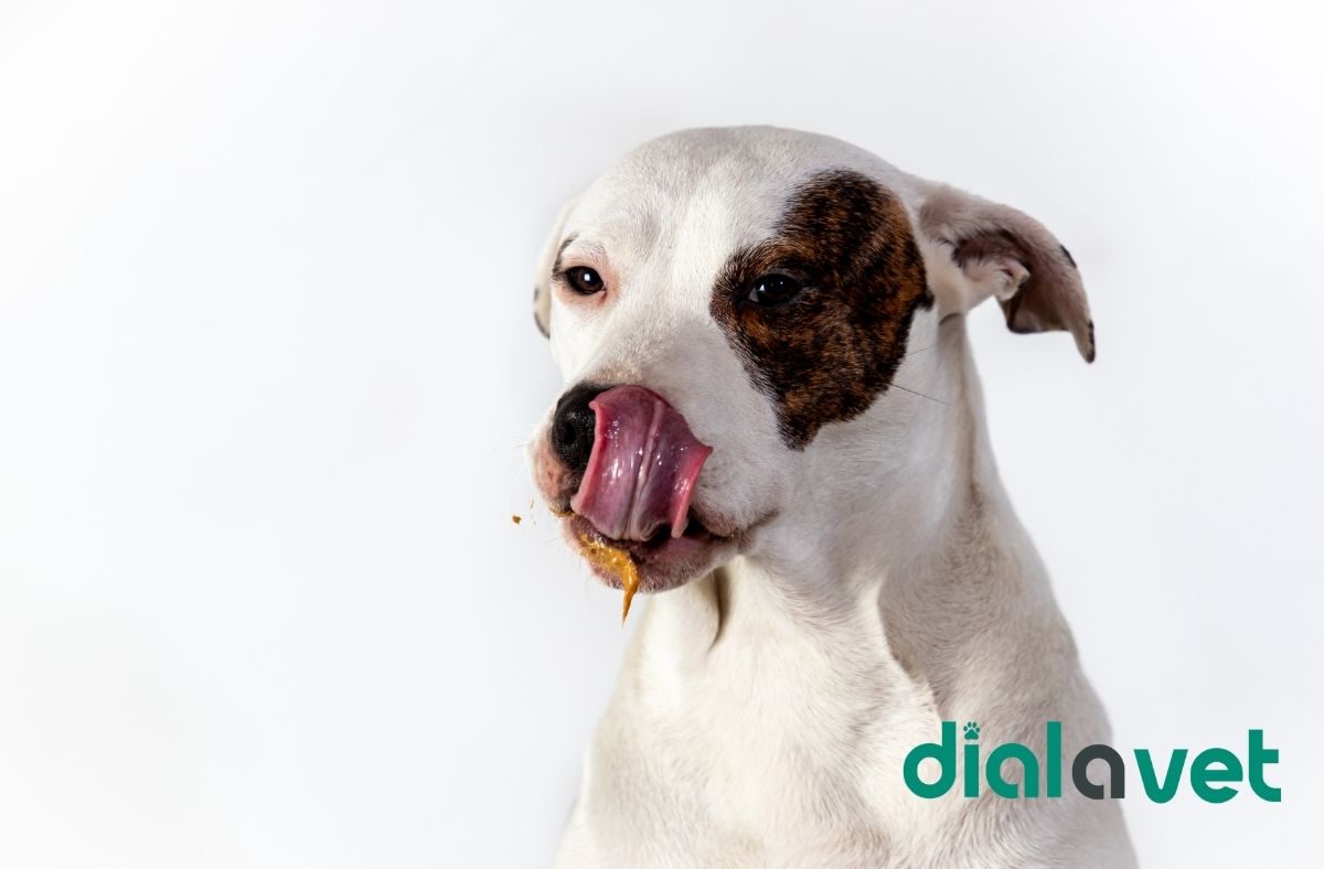 Dog Swallowing Hard And Licking